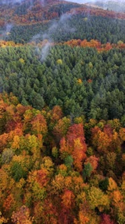 Aerial View of Colorful Autumn Forest with Orange and Green Trees