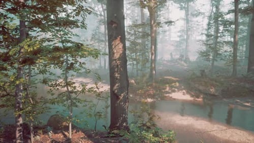 Misty Morning in a Serene Forest with a Tranquil Stream Flowing Nearby
