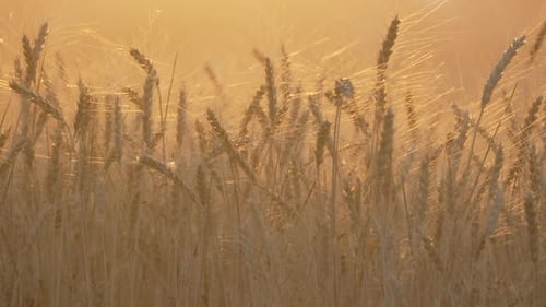 Wheat Field Golden Sunset Agricultural Grains Sway Beautifully in Idyllic Farm Landscape