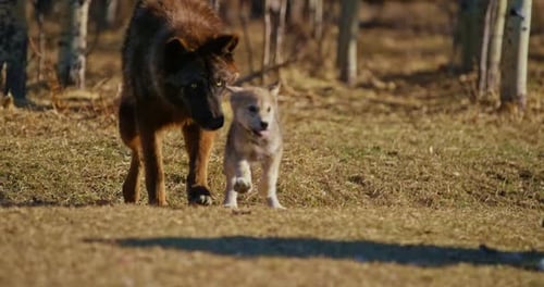 Wild Bond: madre lobo y cachorro exploran el bosque juntos