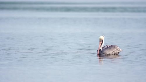 brown pelican in blue water