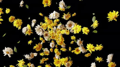 Daisies and Yellow Flowers Bursting and Falling