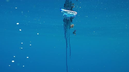 Portuguese Man o' War Floating in Deep Blue Ocean with Juvenile Fish