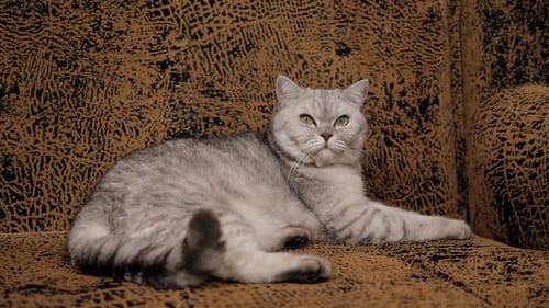 Relaxing Grey Tabby Cat on Brown Couch