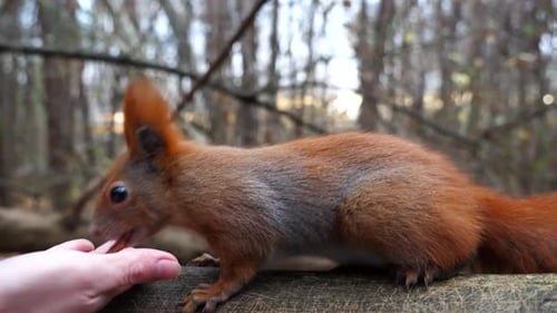 Squirrel Eating Food from Hand in Forest