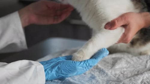 Cat fluffy paw in hand of veterinary doctor in medical glove, close-up.