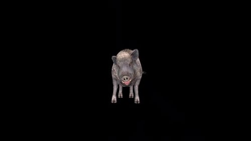 Realistic 3D Wild Boar Walking Animal Animation