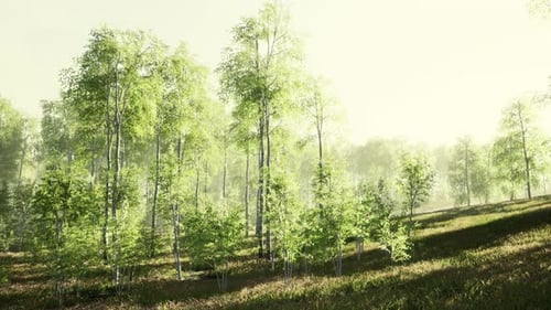 Des bouleaux sous un soleil radieux à la fin de l'été
