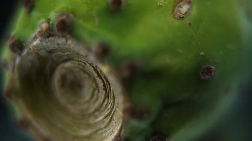 Vídeo detallado de un cactus sabra, fruta tropical verde, movimiento suave de deslizamiento hacia la derecha, cámara lenta 120