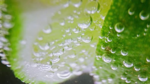 Lime Wedges Submerged with Bubbles Close Up