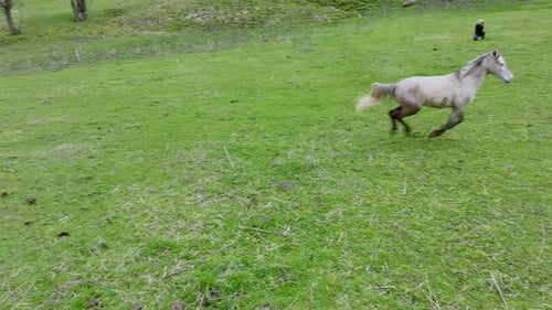 Running Horses