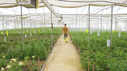 Adult Walking Through Greenhouse Full of Roses