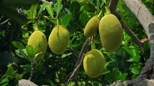 Cluster of Jackfruit Hanging on Tree Branch in Tropical Forest with Vibrant Green Leaves Fresh