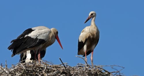 Adult storks watching their young chicks in the nest., The Camargue, France