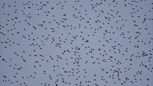 View of a horde of crows flying on a gray sky on the background