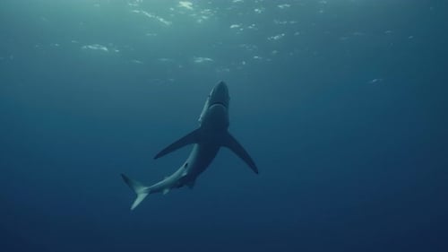 Large Blue Shark Ocean Predator swimming over a diver with backlight and light rays