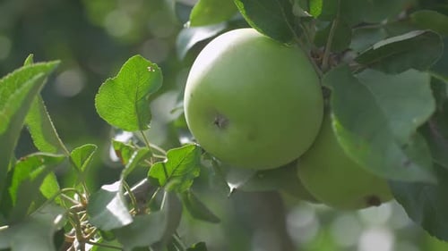 Apple Tree Branch with Green Apple and Lush Leaves Under