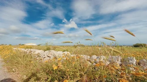 Sicilian Countryside in Summer with Wheat Field