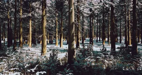 Winters Embrace in a Tranquil Forest Filled with Snow and Pine Trees