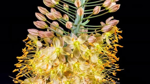 Yellow Flower Eremurus Blooming in Time Lapse on a Black Background. Foxtail Lily or Eremurus