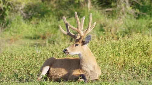 Majestic Marsh Deer stag lies on grass flapping its ears; static slomo