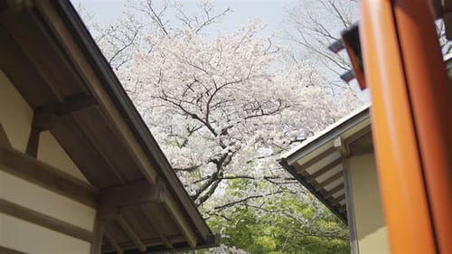 Vibrant cherry blossoms fill the sky as they bloom near traditional Japanese shrine torii gates. Fus