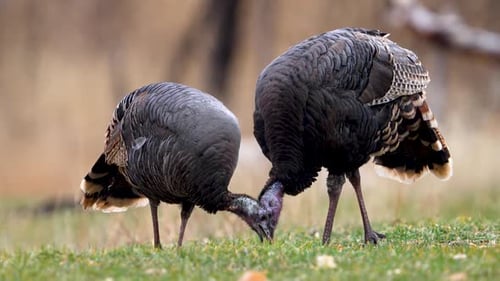 Group of Turkey as they graze in the mountains in Utah