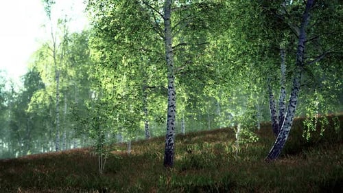 Spring in the Birch Grove Forest