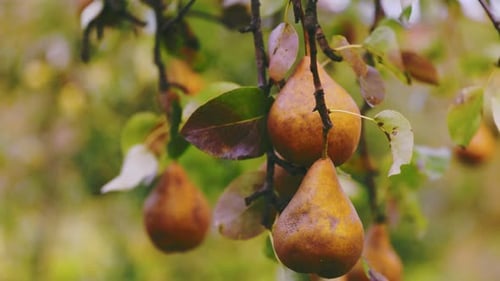 Pears on a Tree Closeup