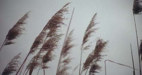 Schilfgräser, die vom Wind gegen den klaren Himmel wehen