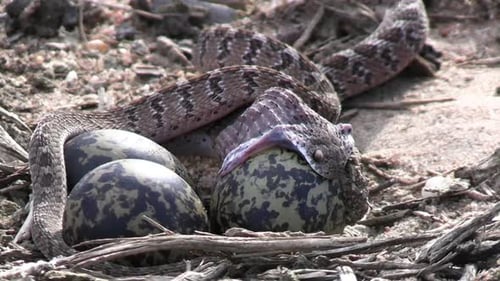 Snake Consuming an Egg in its Nest