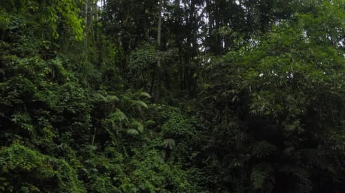 Dense canopy of tropical vegetation onBali, Indonesia. Tilt-up shot.