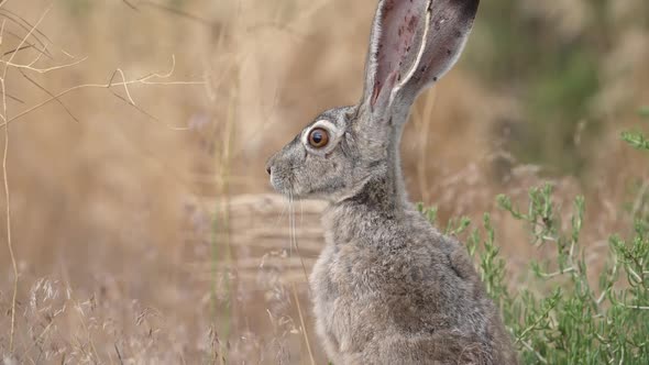 Tilt down view of a Jack rabbit standing still in the Utah desert ...