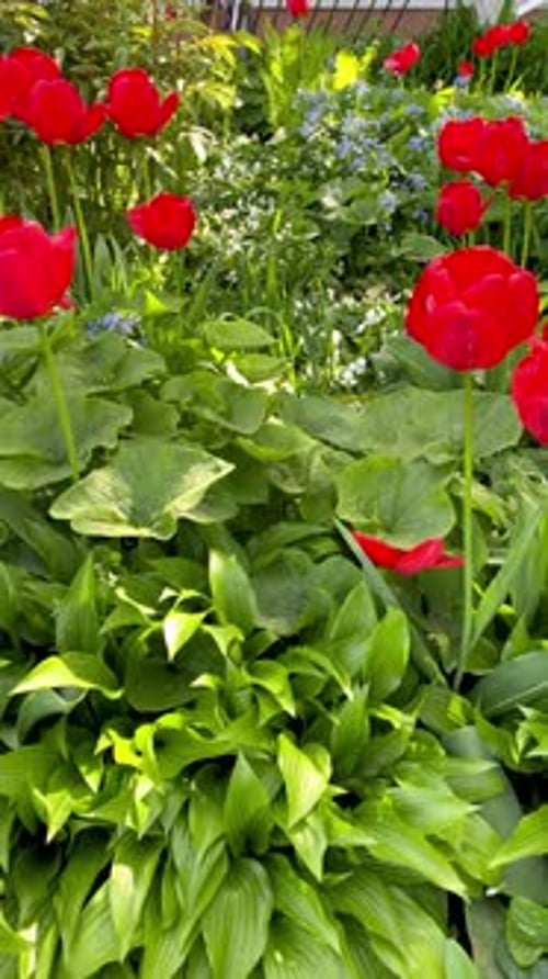 Vibrant Red Tulips Blooming in Spring Garden