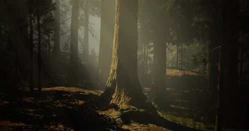 Sunlight Filtering Through Trees in a Serene Forest at Dawn