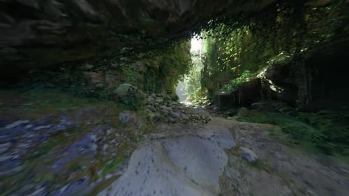 Sundappled Forest Opening with Tranquil Surroundings and Natural Elements