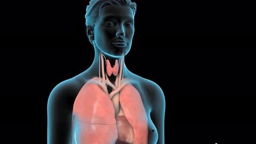 Animated Human Thyroid Gland and Common Diseases