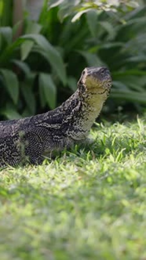 On a Lawn a Lizards Sunbathes in the Sun
