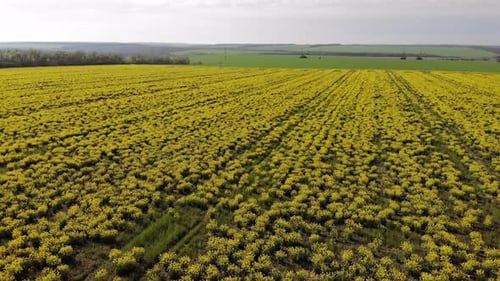 aerial shot of the blooming rapeseed canola field