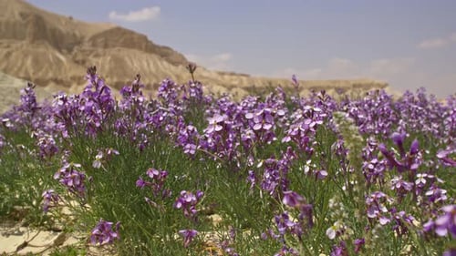 Spring blossoms in the Negev desert