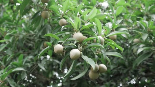 Sapodilla tree a tropical delight bearing fruit in abundance
