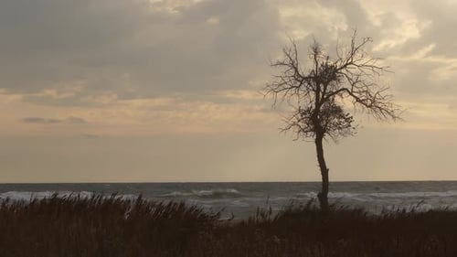 Solitary Bare Tree Stands Against Sunset Sky on Turbulent Sea Coast Weathered By Elements Lone