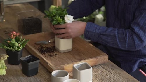 A person carefully repots a blooming gardenia plant into a stylish ceramic pot, using fresh soil for