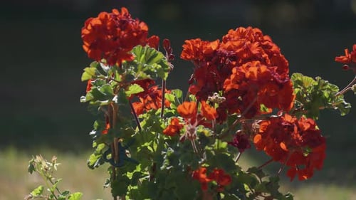 Bright red pelargonium flowers. A close-up parallax shot. Bokeh background.