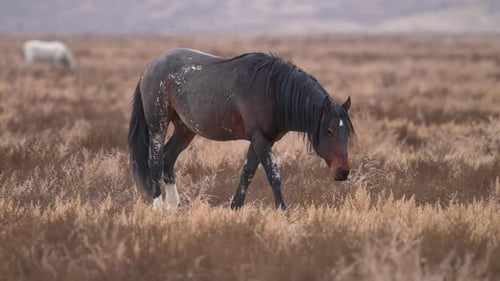 Single wild horse walking through the desert in Utah