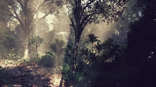 Sunlight Filters Through Dense Foliage in a Tranquil Forest Setting at Dawn