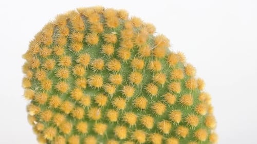 closeup of cactus isolated in white backgound, Succulent detail.