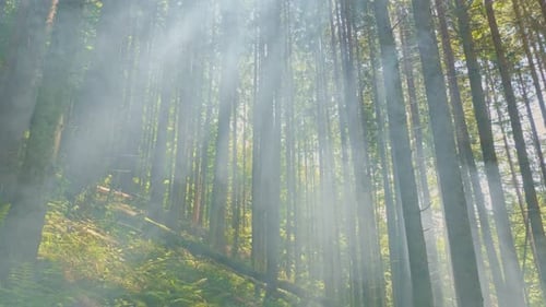 Magischer Nebelwald an einem frühen Sommermorgen bei Sonnenaufgang Magic Sunlight