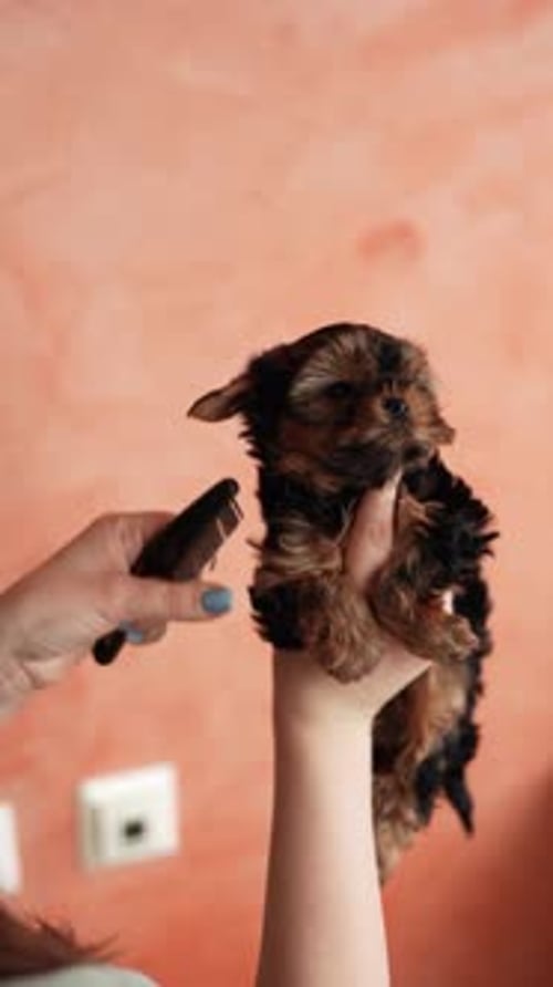 Cute Puppy Being Combed Indoors at Home