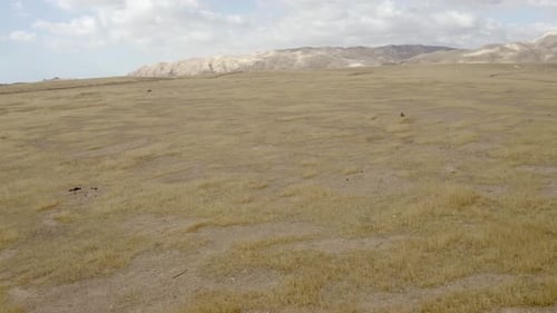 Desert steppe and hills over Jericho, aerial